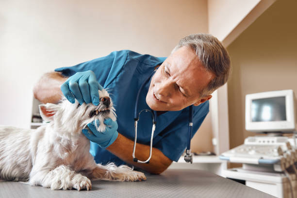 Best 24-Hour Emergency Dentist in North Olmsted, OH